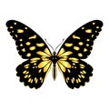 Beautiful exotic butterfly of motley yellow-black color.Vector  illustration on a white background. Royalty Free Stock Photo